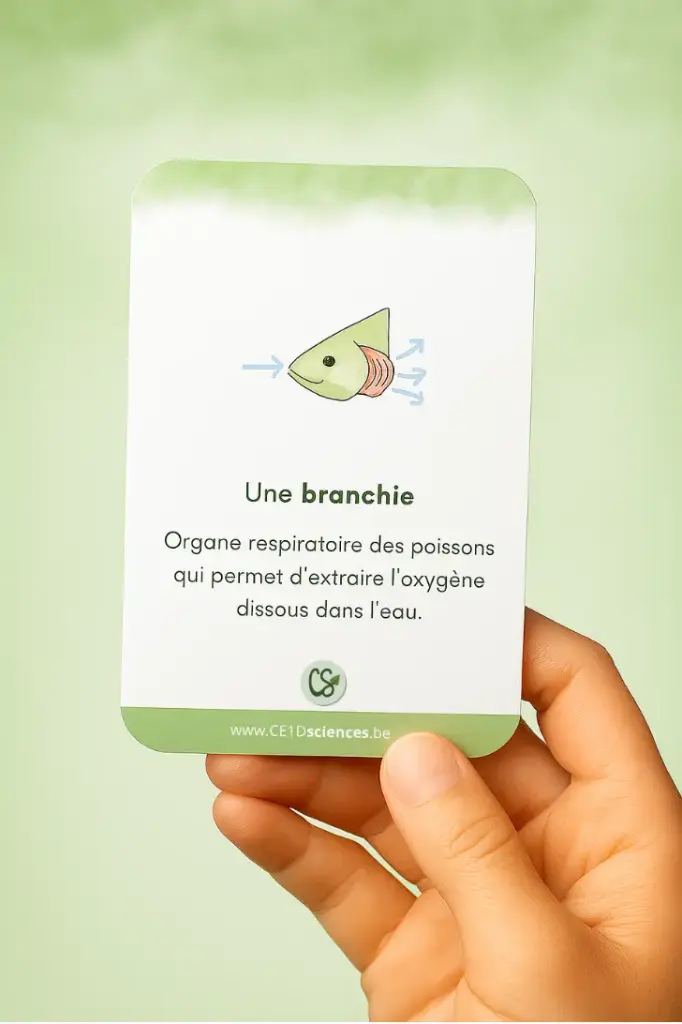 Jeu de cartes - 75 mots-clés - Biologie - CE1D Sciences